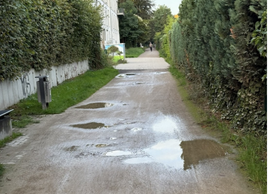 Rheinischer Esel in Annen Rheinischer Esel in Annen